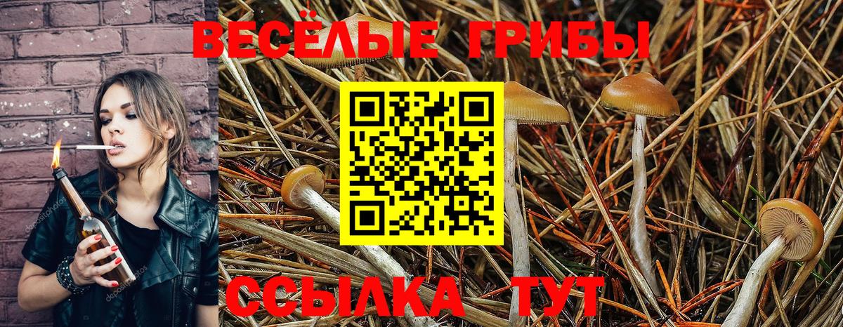 Псилоцибиновые грибы Psilocybe Осинники
